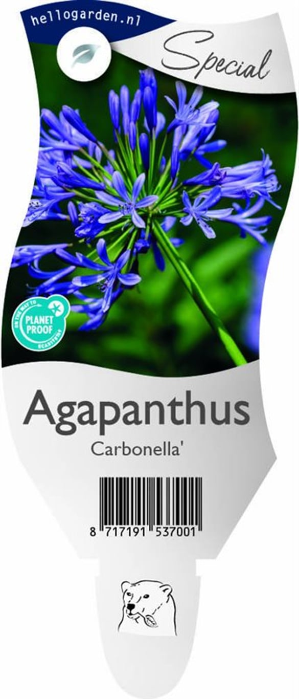 Agapanthus Carbonella - P11